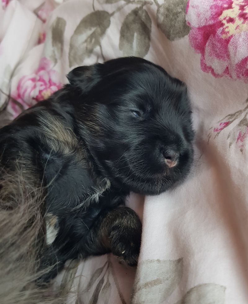 Babsi