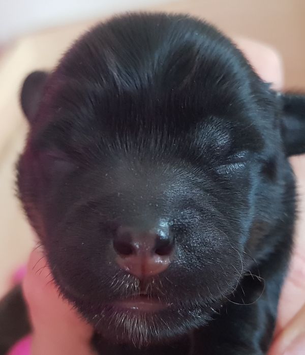Babsi