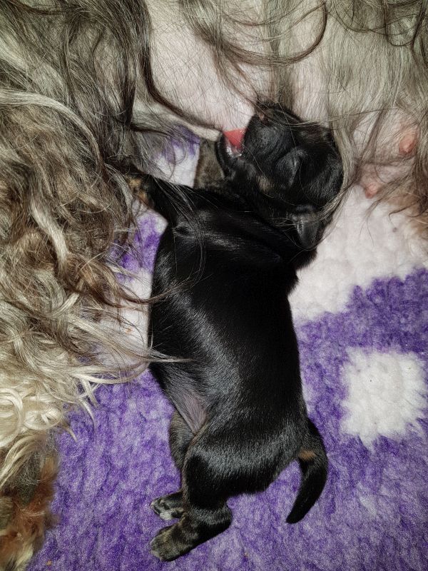 Babsi
