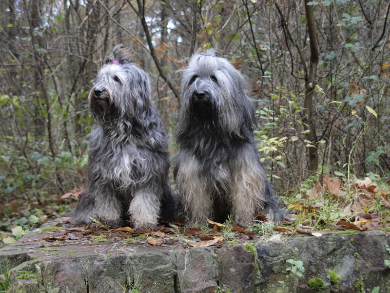 Bumo und Champa